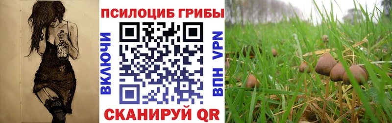 купить наркотик  Ивангород  Псилоцибиновые грибы MAGIC MUSHROOMS 